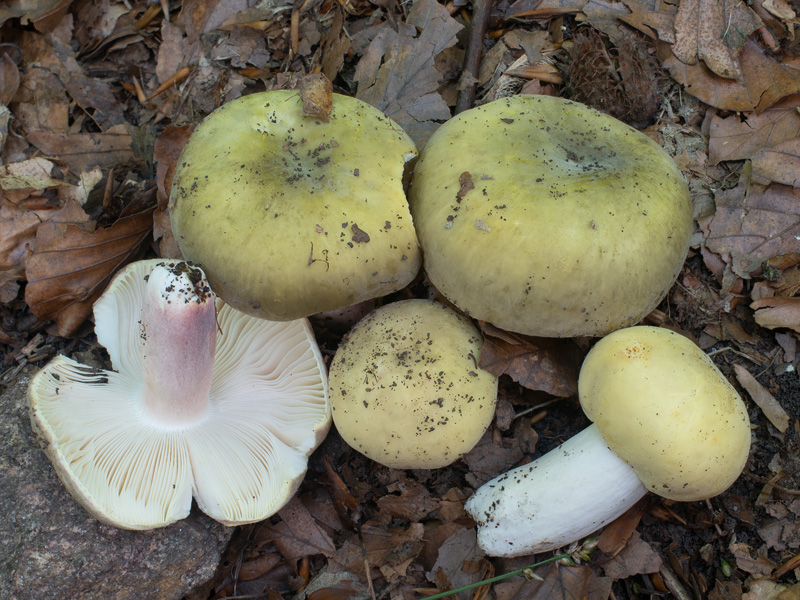 Russula violeipes Russula violeipes
